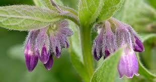 Image result for Symphytum officinale