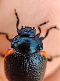 Attēlu rezultāti vaicājumam “Chrysolina sanguinolenta”