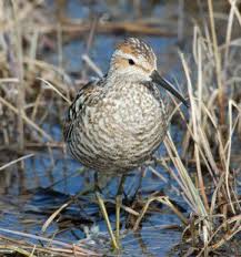 Image result for Calidris himantopus