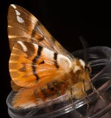 Attēlu rezultāti vaicājumam “Endromidae”