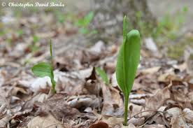 Attēlu rezultāti vaicājumam “Ophioglossum vulgatum”