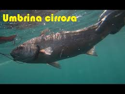 Image result for Umbrina cirrosa