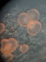 Attēlu rezultāti vaicājumam “Ombrophila violacea spores”