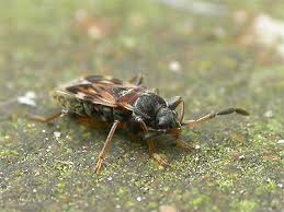 Attēlu rezultāti vaicājumam “Scolopostethus thomsoni”