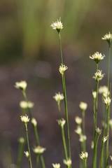 Attēlu rezultāti vaicājumam “Rhynchospora alba flower”