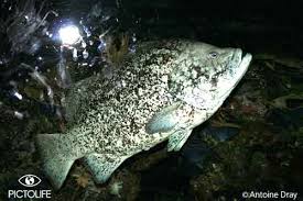 Image result for Dermatolepis inermis