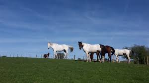 Image result for Palmers Riding Stables