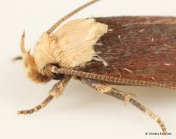 Attēlu rezultāti vaicājumam “Depressaria depressana”