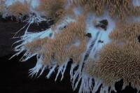 Attēlu rezultāti vaicājumam “Hydnocristella himantia”