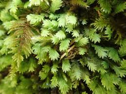 Attēlu rezultāti vaicājumam “Fissidens adianthoides”