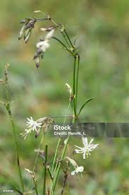 Attēlu rezultāti vaicājumam “Silene nutans flower”