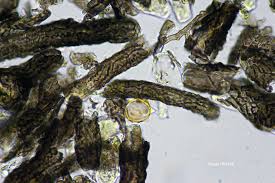 Attēlu rezultāti vaicājumam “Cystocoleus ebeneus”