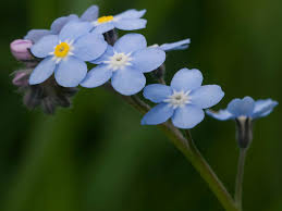 Attēlu rezultāti vaicājumam “Myosotis sylvatica flower”