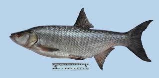 Image result for Aspius aspius