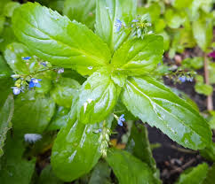 Attēlu rezultāti vaicājumam “Veronica beccabunga bud”