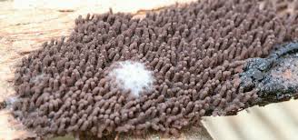 Attēlu rezultāti vaicājumam “Ophiotheca chrysosperma spores”