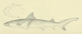 Image result for Carcharhinus leucas