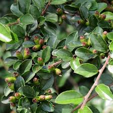 Attēlu rezultāti vaicājumam “Cotoneaster divaricatus fruit”