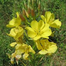 Image result for Oenothera biennis