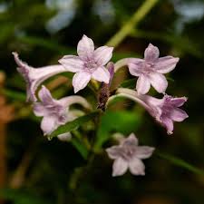 Attēlu rezultāti vaicājumam “Iris rosenbachiana flower”