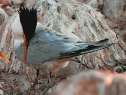 Image result for Sterna acuflavida