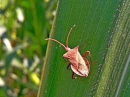 Attēlu rezultāti vaicājumam “Coreus marginatus”