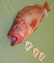 Image result for Sebastes fasciatus