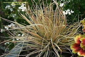 Attēlu rezultāti vaicājumam “Carex cespitosa flower”