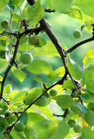 Attēlu rezultāti vaicājumam “Malus x zumi fruit”