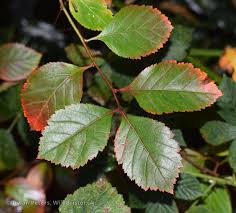 Attēlu rezultāti vaicājumam “Crataegus persimilis”