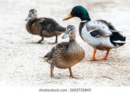 Attēlu rezultāti vaicājumam “Anas platyrhynchos juvenile”