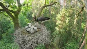 Attēlu rezultāti vaicājumam “Ciconia nigra nest”