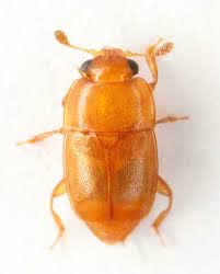 Attēlu rezultāti vaicājumam “Epuraea sp.”