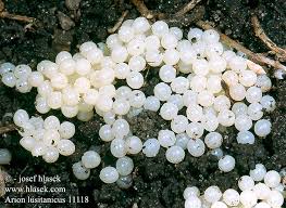 Attēlu rezultāti vaicājumam “Arion lusitanicus”