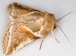 Attēlu rezultāti vaicājumam “Habrosyne pyritoides”