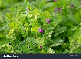 Attēlu rezultāti vaicājumam “Vicia angustifolia leaf”