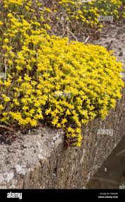 Image result for Mauerpfeffer