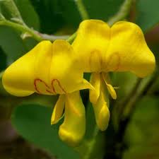 Image result for Colutea arborescens