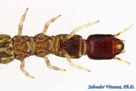 Attēlu rezultāti vaicājumam “Raphidioptera”