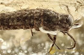 Attēlu rezultāti vaicājumam “Machilidae”