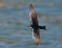 Attēlu rezultāti vaicājumam “Hirundinidae”