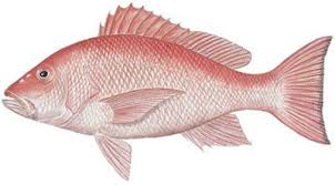 Image result for Lutjanus campechanus