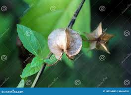 Attēlu rezultāti vaicājumam “Nicandra physalodes fruit”