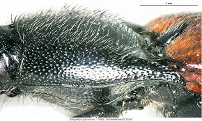 Attēlu rezultāti vaicājumam “Ampedus pomorum”