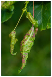 Attēlu rezultāti vaicājumam “Thecabius affinis”