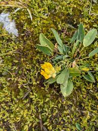 Image result for Anthyllis vulneraria