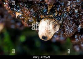 Attēlu rezultāti vaicājumam “Agathomyia wankowiczii”