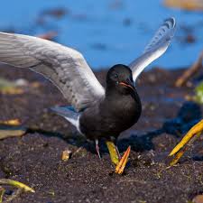 Attēlu rezultāti vaicājumam “Chlidonias niger eggs”
