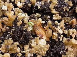 Attēlu rezultāti vaicājumam “Angelica sylvestris fruit”