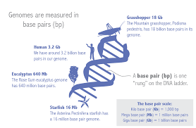 Image result for genome sizes